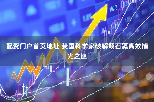 配资门户首页地址 我国科学家破解颗石藻高效捕光之谜